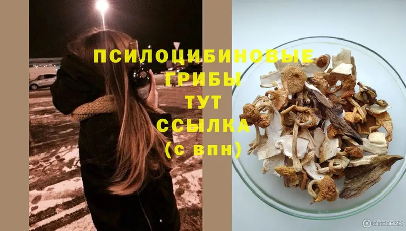 цены наркотик  Подольск  Галлюциногенные грибы Psilocybe 